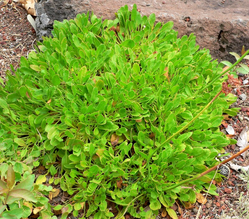 Klamath Mountain Buckwheat