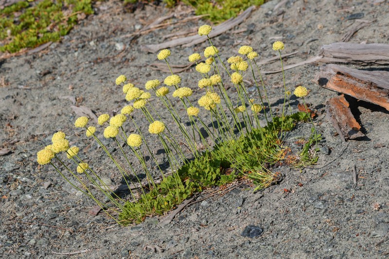 Klamath Mountain Buckwheat