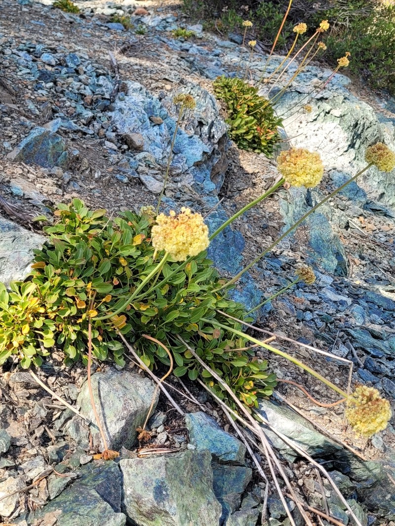Klamath Mountain Buckwheat photo 2