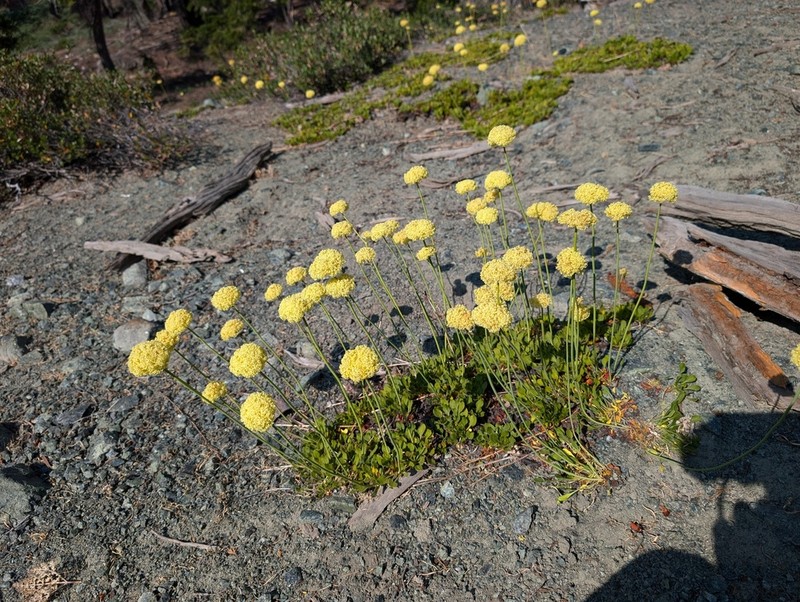 Klamath Mountain Buckwheat photo 3