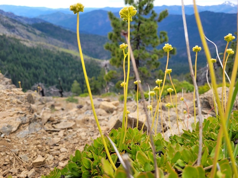 Klamath Mountain Buckwheat photo 4