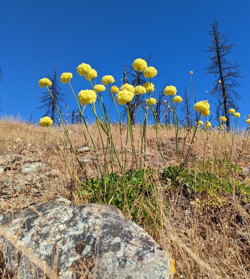 Klamath Mountain Buckwheat photo 5