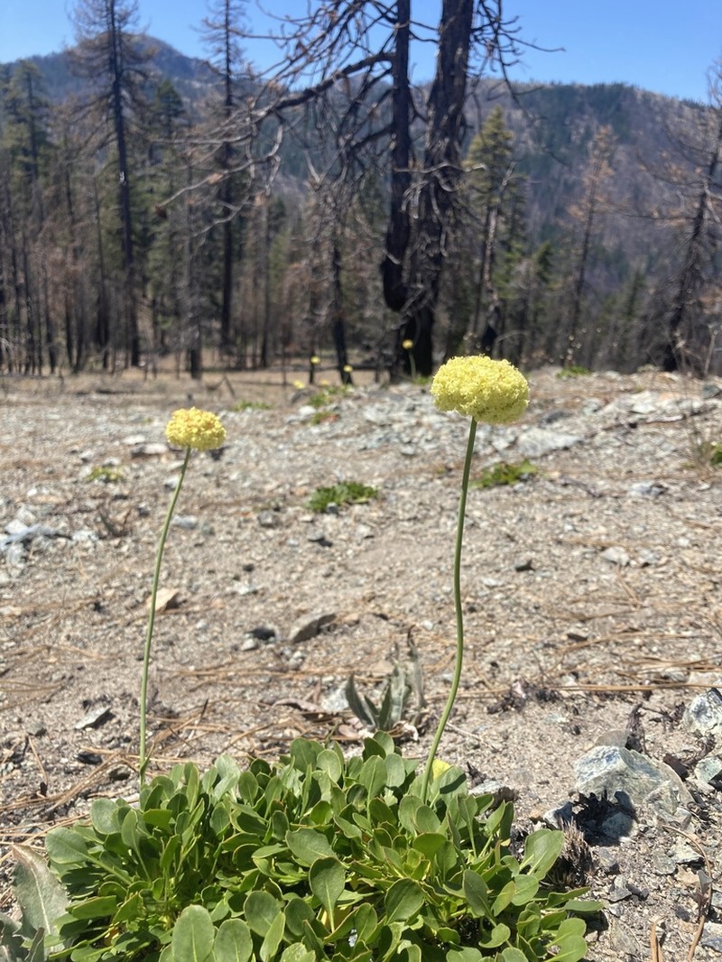 Klamath Mountain Buckwheat photo 6