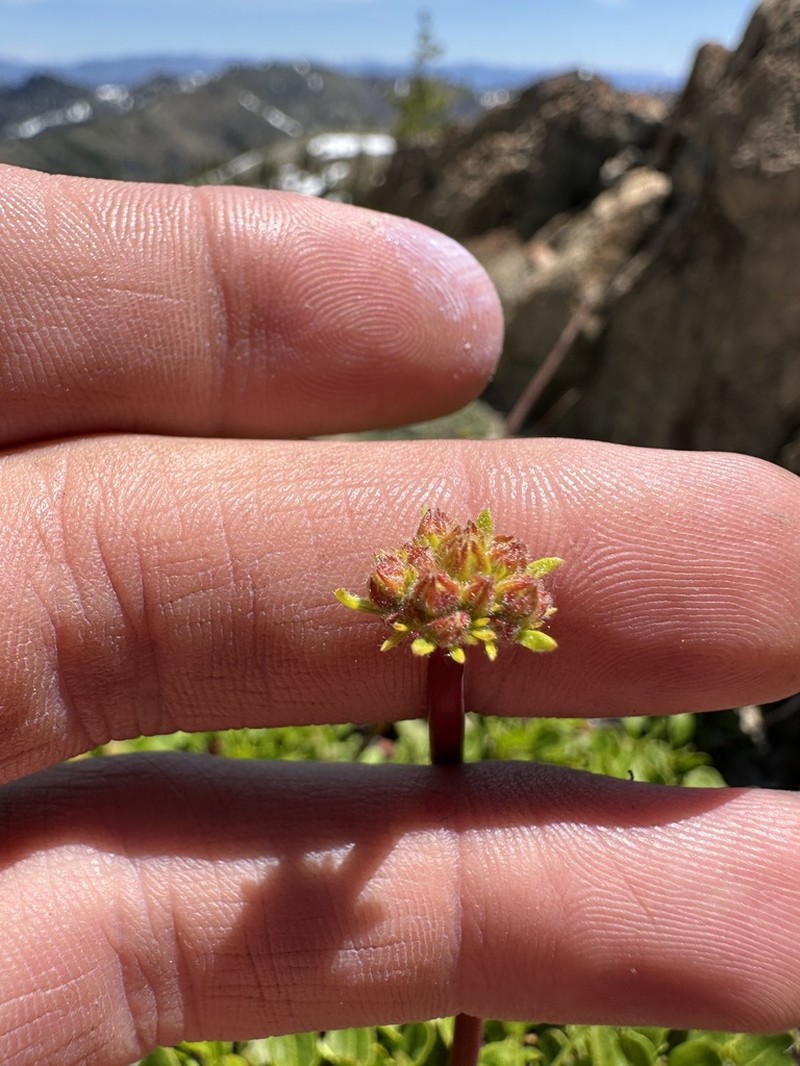 Klamath Mountain Buckwheat photo 7