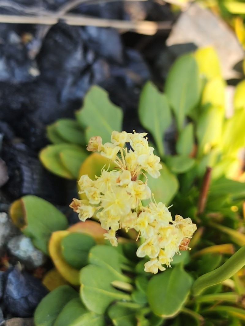 Klamath Mountain Buckwheat photo 8