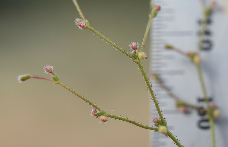 Hairyflower Buckwheat