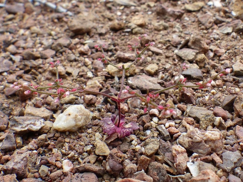 Hairyflower Buckwheat photo 2