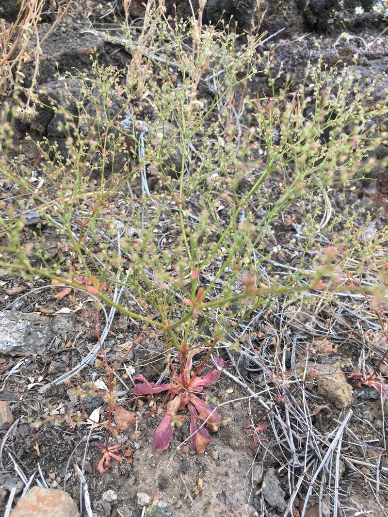 Hairyflower Buckwheat photo 4