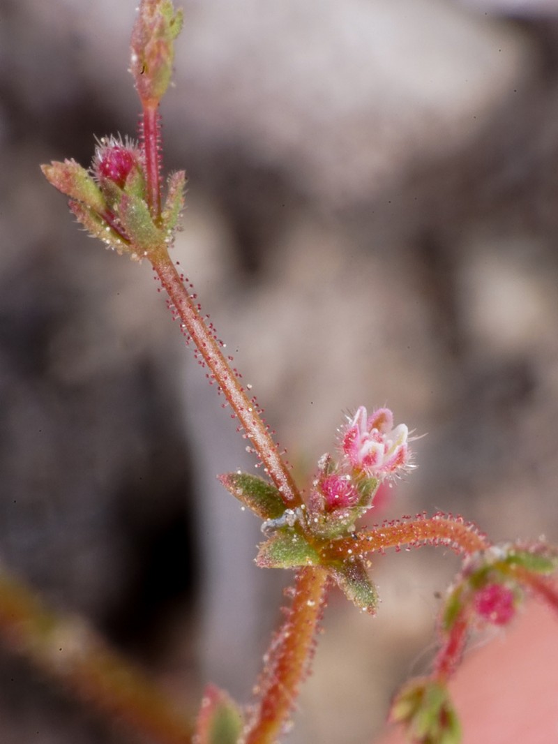Hairyflower Buckwheat photo 5