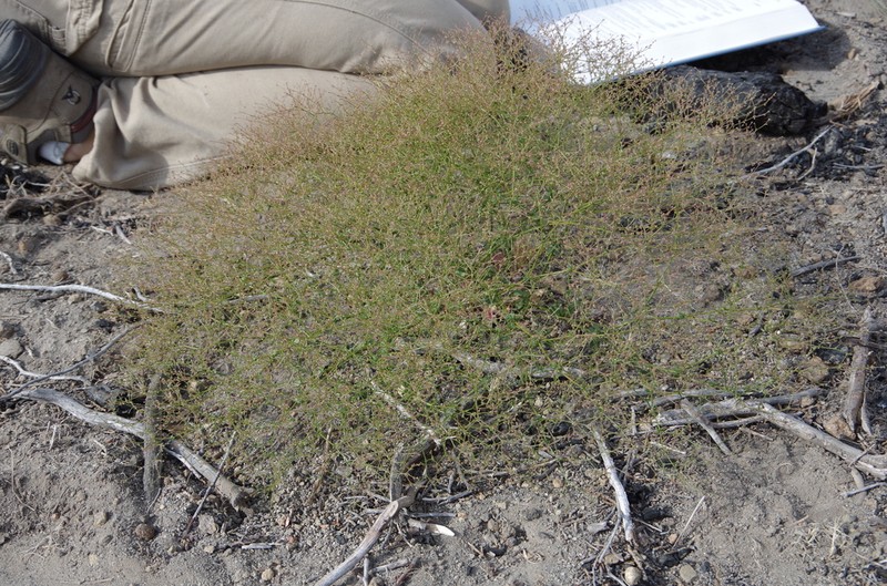 Hairyflower Buckwheat photo 6