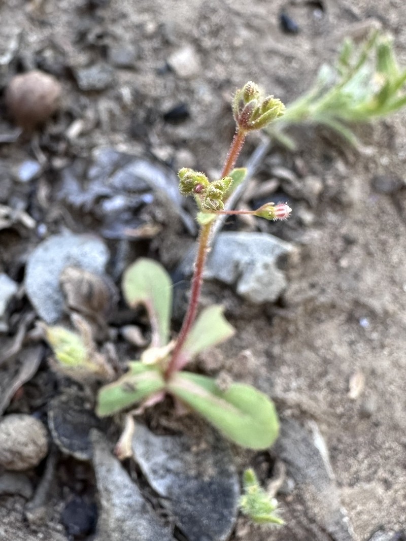 Hairyflower Buckwheat photo 7
