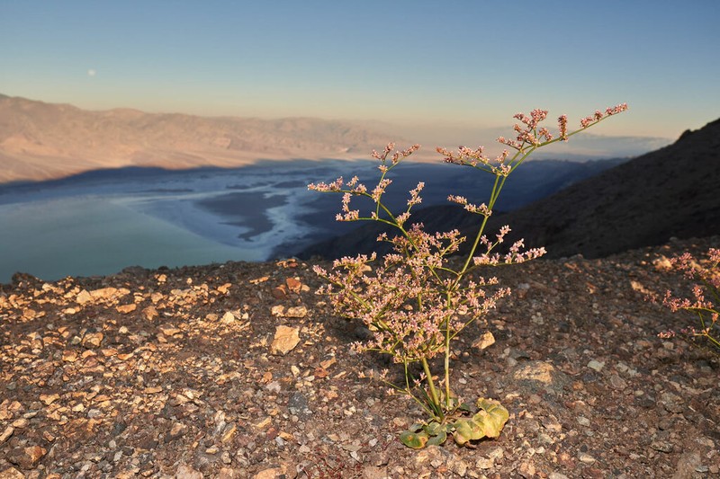 Hoffmann's Buckwheat
