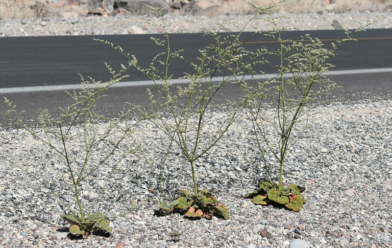 Hoffmann's Buckwheat photo 2