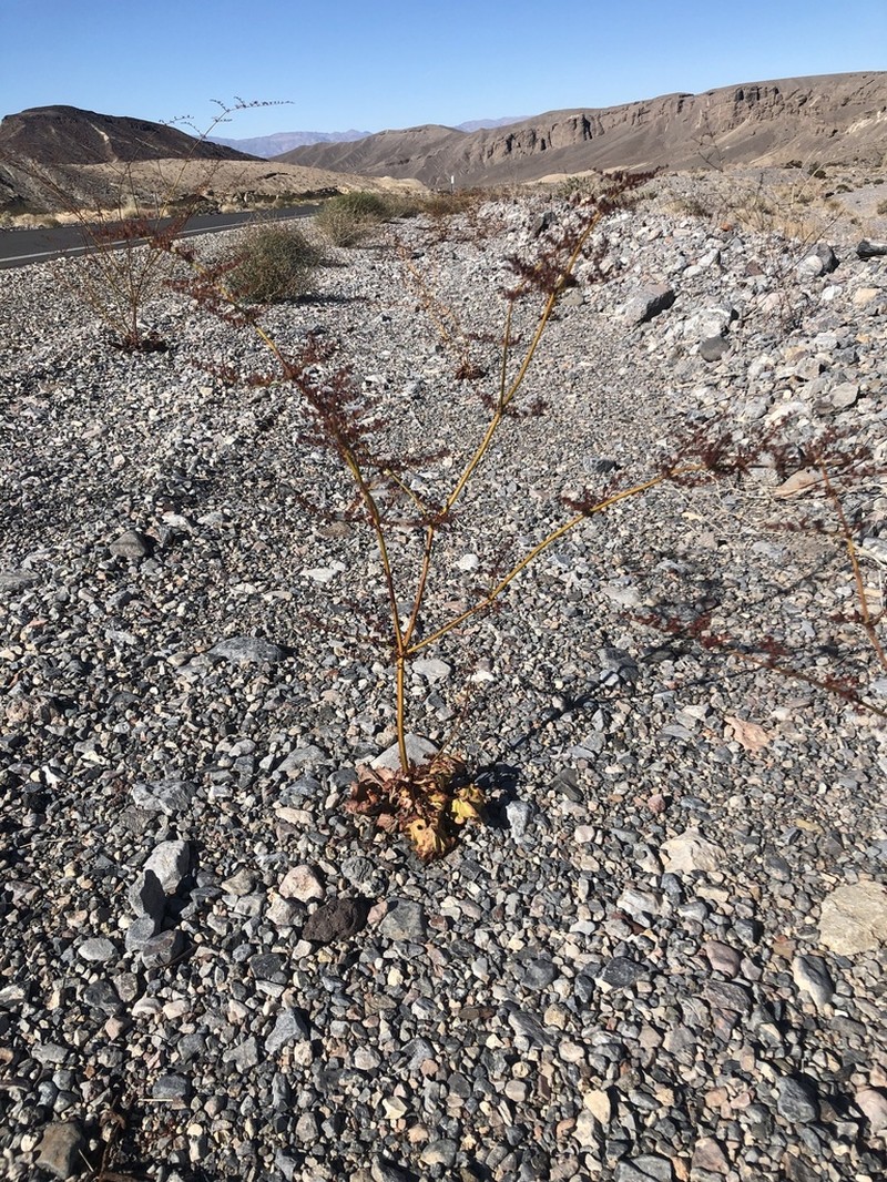Hoffmann's Buckwheat photo 3