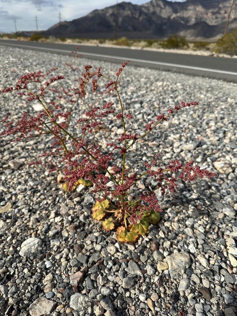 Hoffmann's Buckwheat photo 4