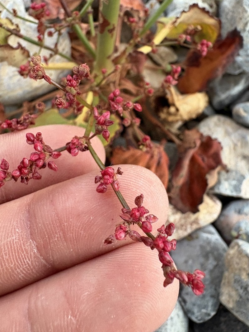 Hoffmann's Buckwheat photo 7