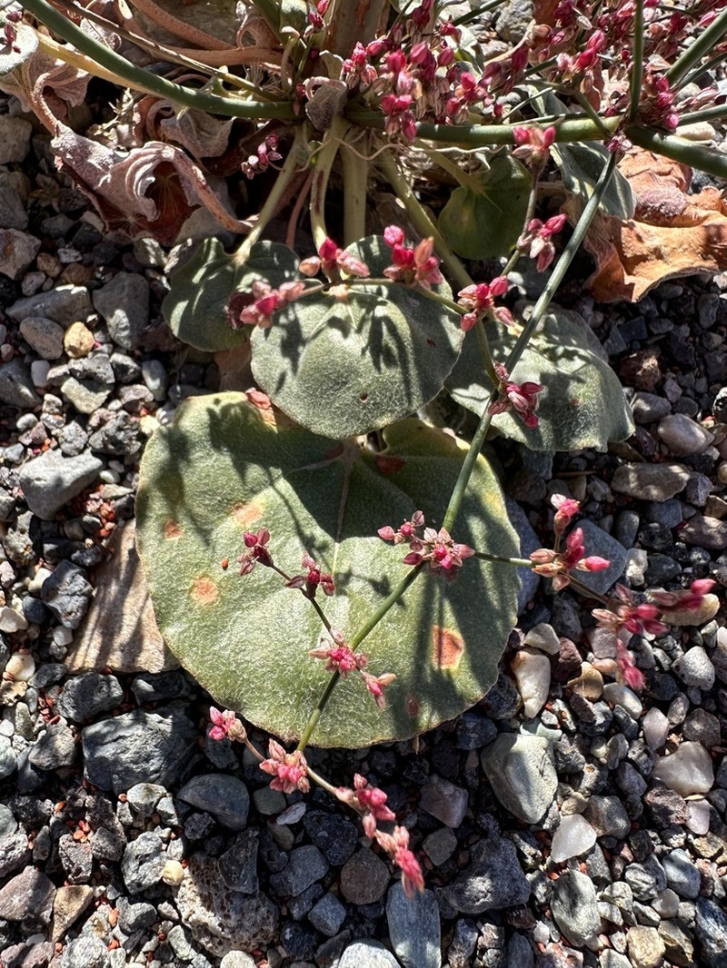 Hoffmann's Buckwheat photo 8
