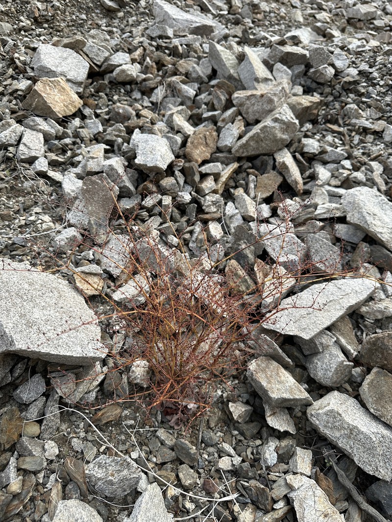 Eriogonum hoffmannii var. hoffmannii
