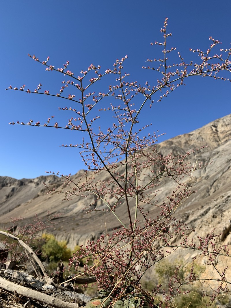 Eriogonum hoffmannii var. hoffmannii photo 4