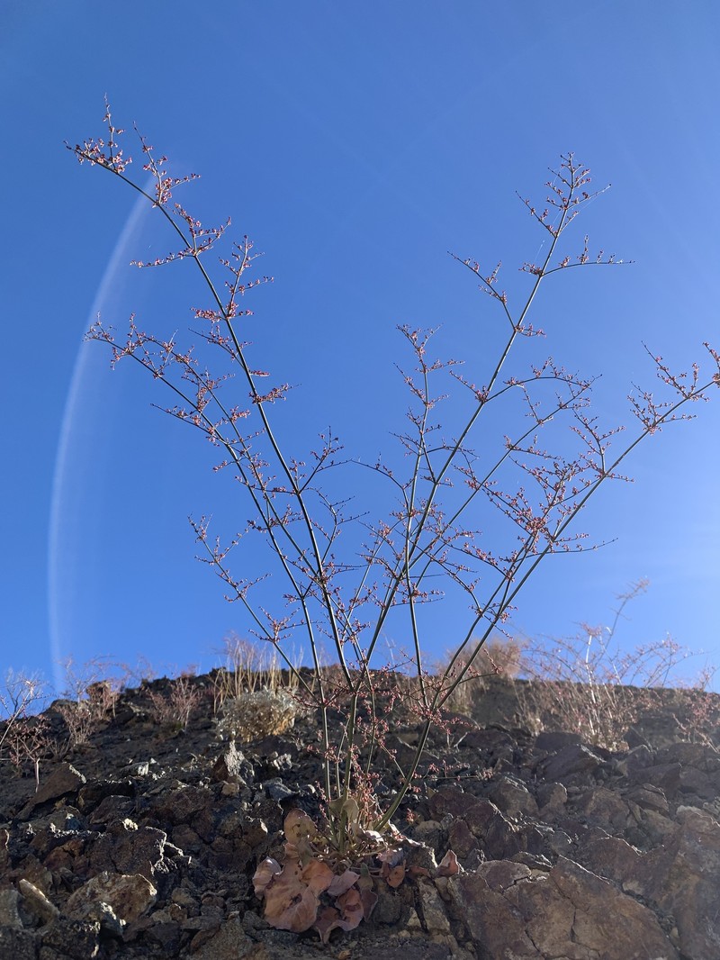 Eriogonum hoffmannii var. hoffmannii photo 5