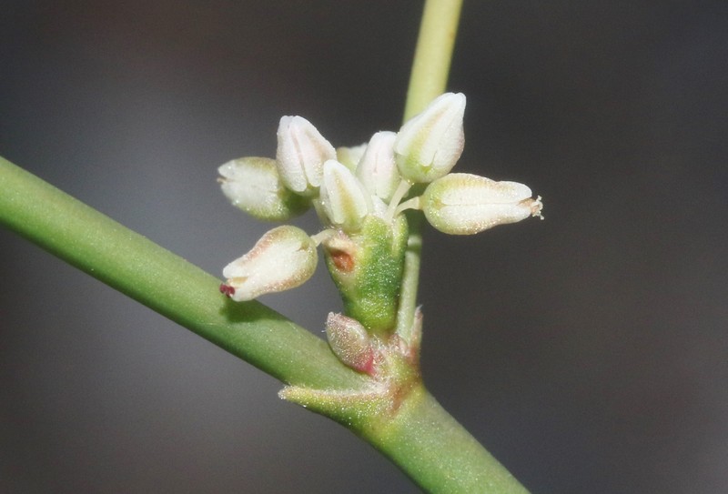 Eriogonum hoffmannii var. hoffmannii photo 6