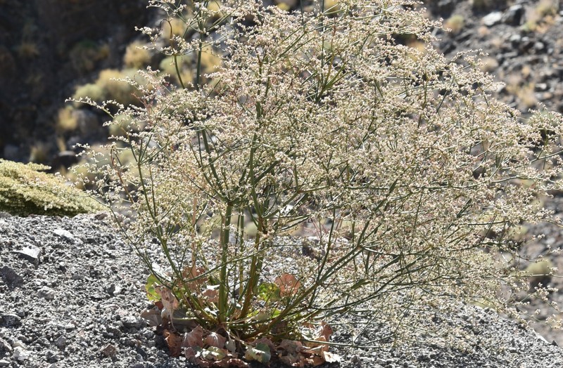 Eriogonum hoffmannii var. hoffmannii photo 7
