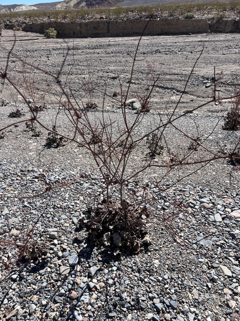 Eriogonum hoffmannii var. robustius
