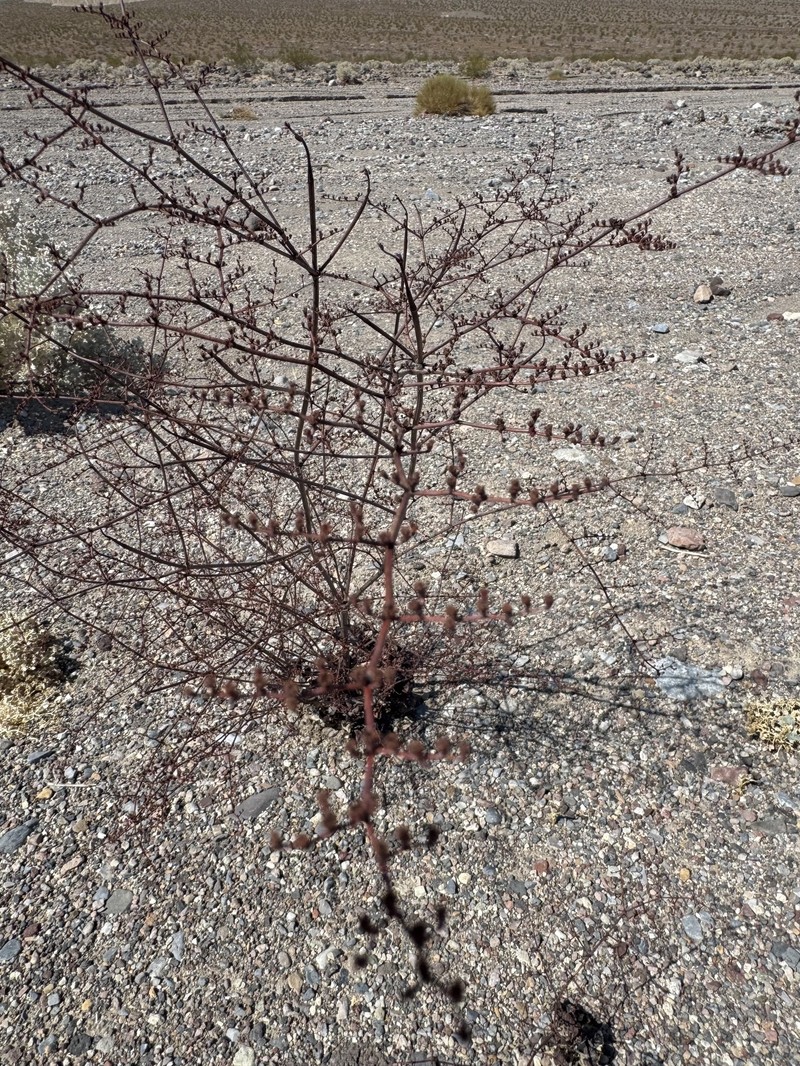 Eriogonum hoffmannii var. robustius photo 2