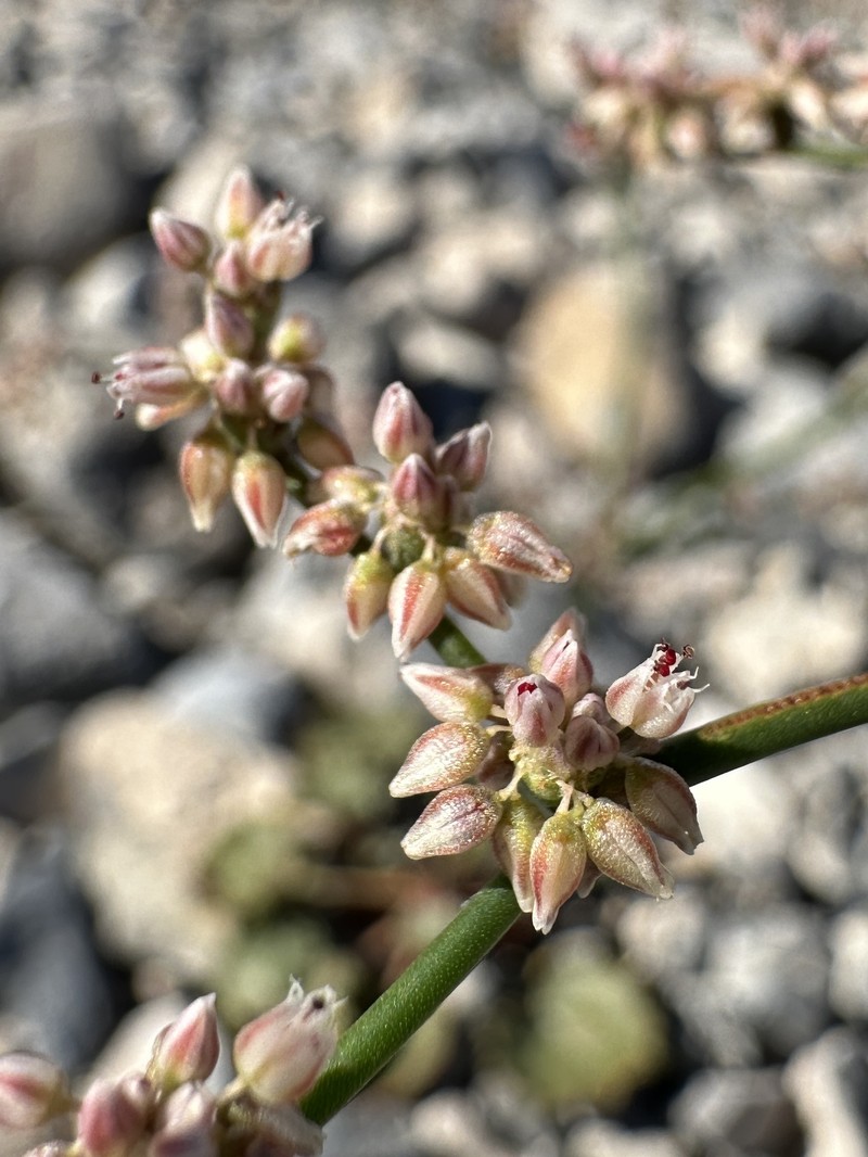 Eriogonum hoffmannii var. robustius photo 3
