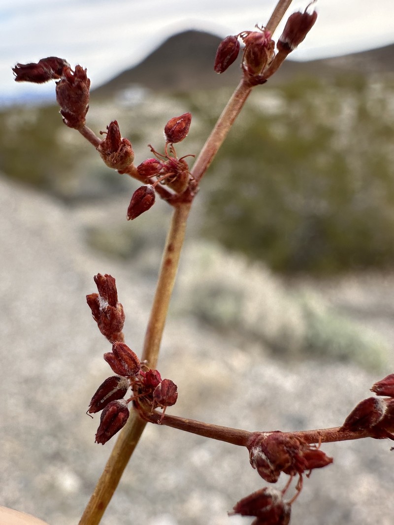 Eriogonum hoffmannii var. robustius photo 4