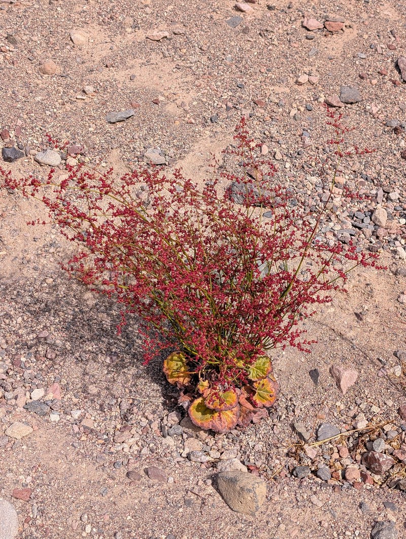 Eriogonum hoffmannii var. robustius photo 5
