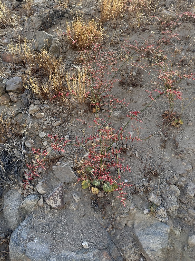 Eriogonum hoffmannii var. robustius photo 6