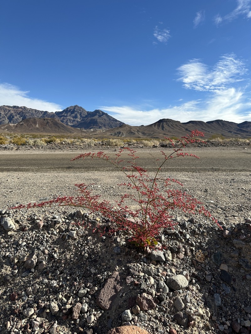 Eriogonum hoffmannii var. robustius photo 7