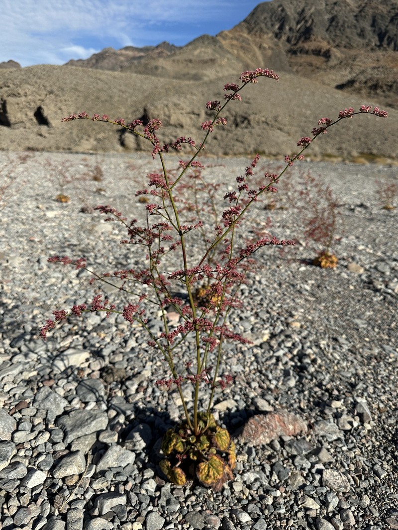 Eriogonum hoffmannii var. robustius photo 8