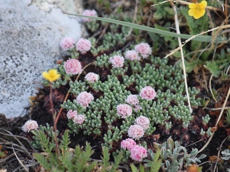 Snake Range Buckwheat