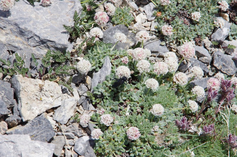Snake Range Buckwheat photo 2