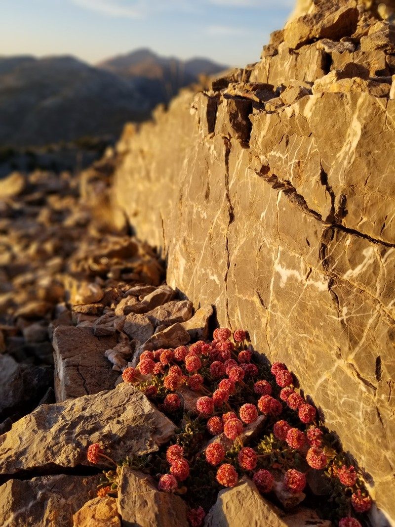 Snake Range Buckwheat photo 3