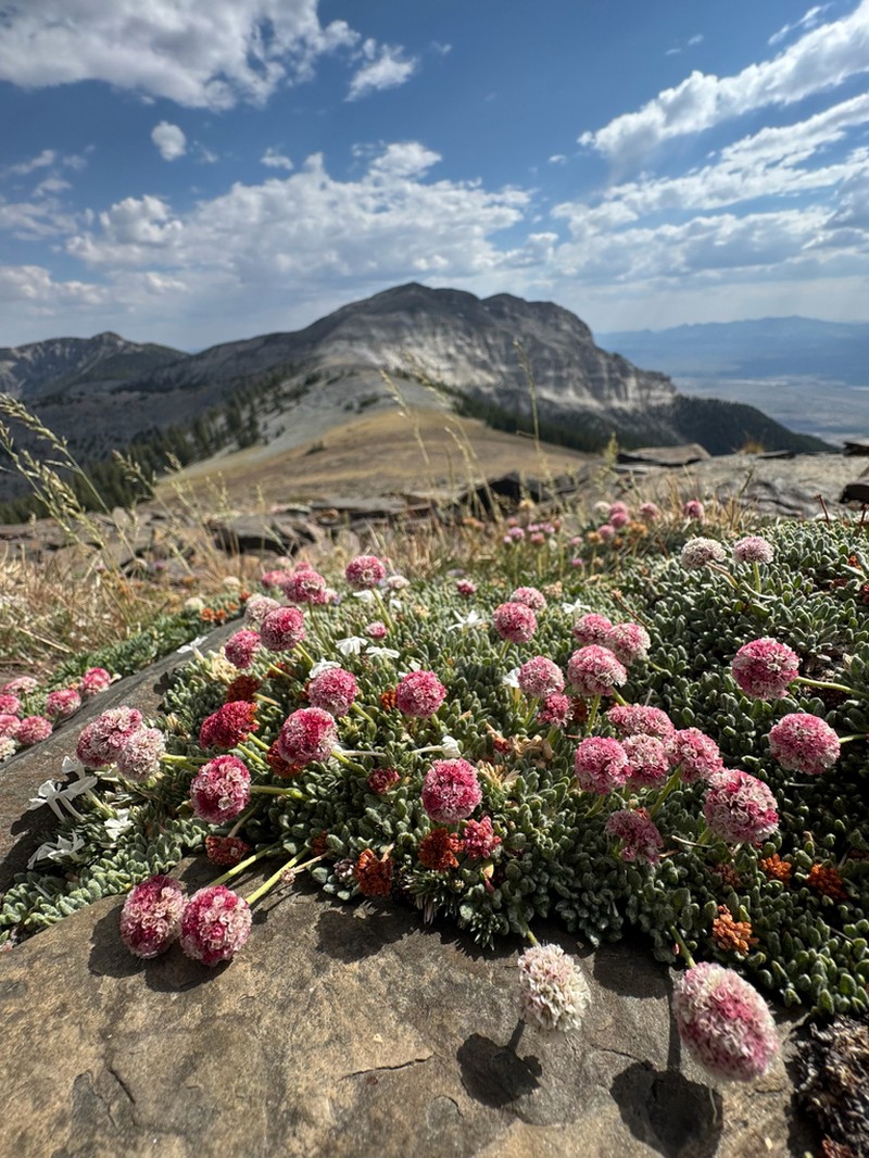 Snake Range Buckwheat photo 4