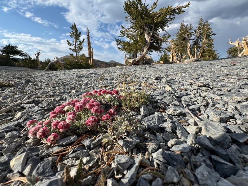 Snake Range Buckwheat photo 5