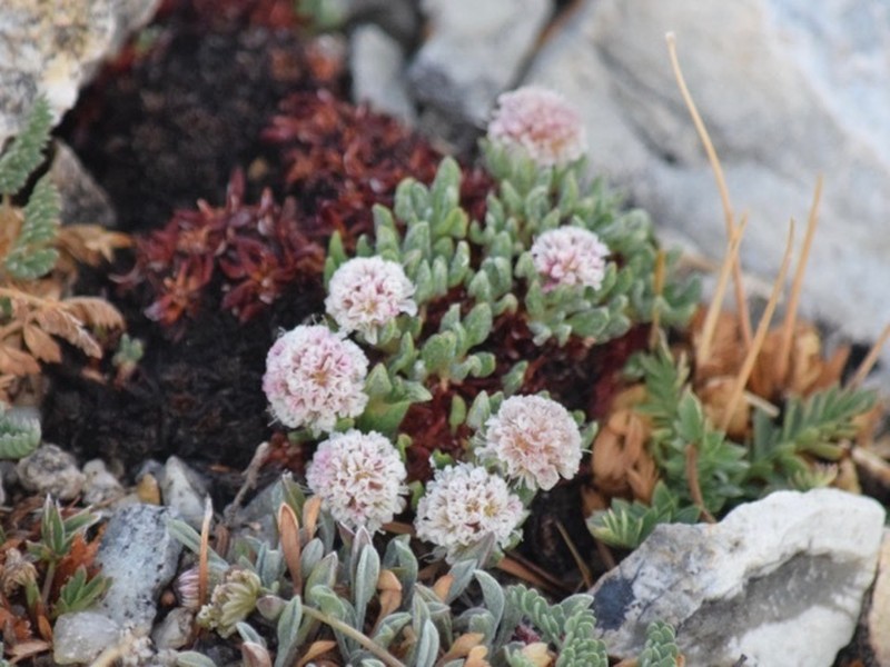 Snake Range Buckwheat photo 6