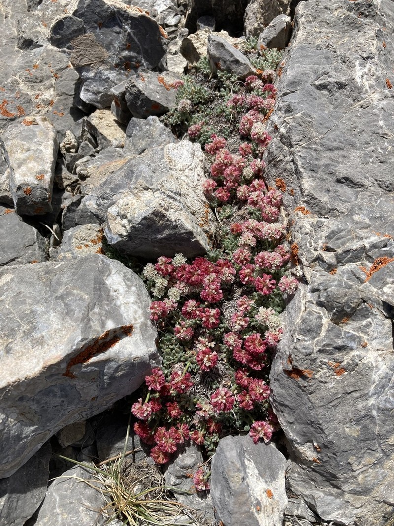 Snake Range Buckwheat photo 7