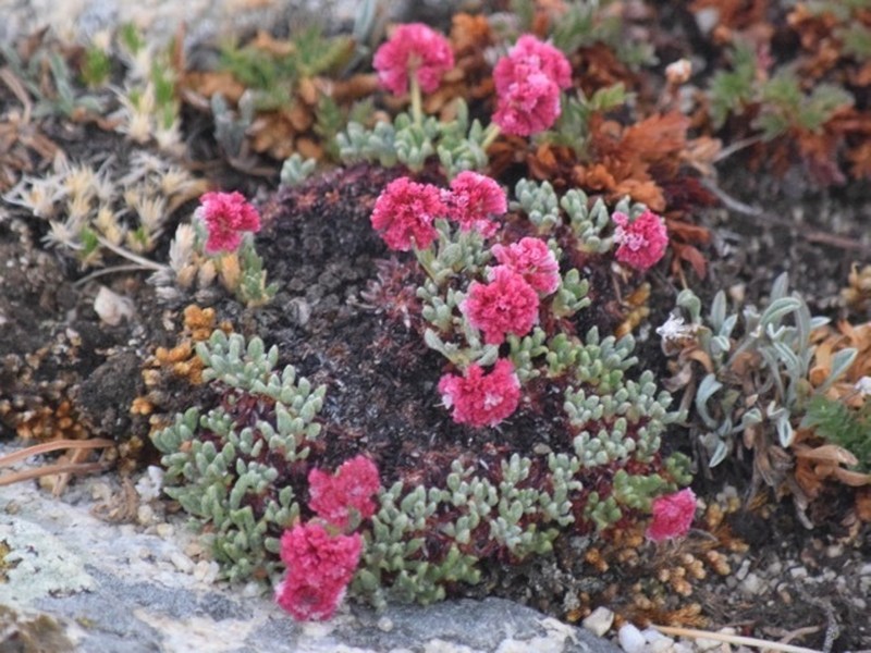 Snake Range Buckwheat photo 8