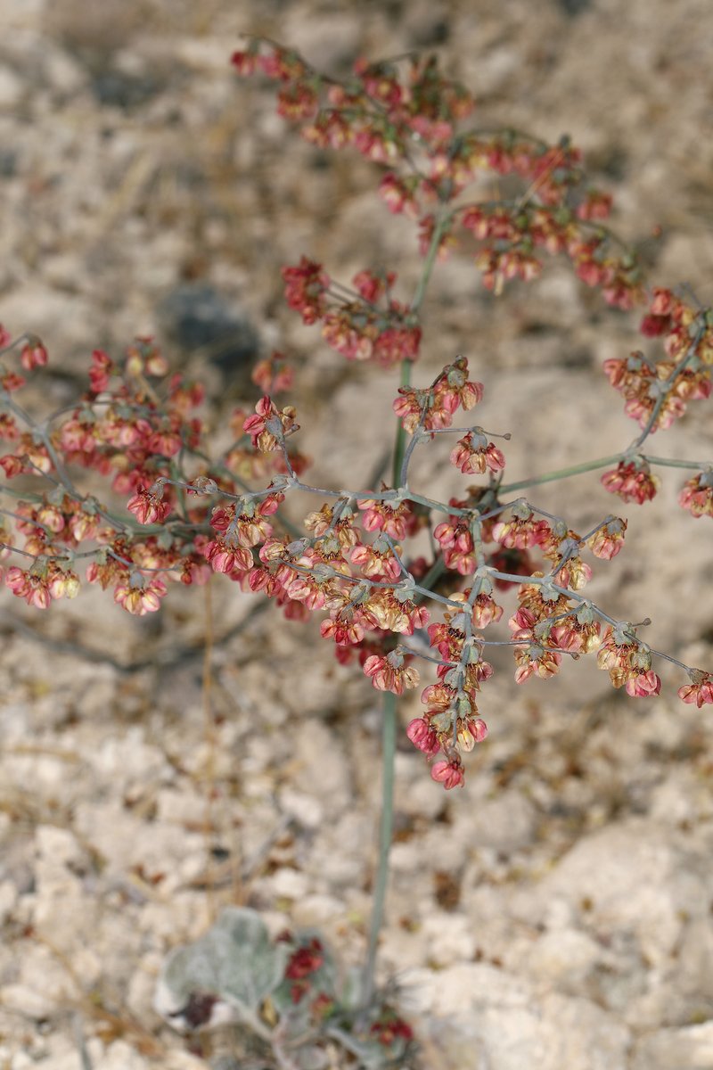 Hooker's Buckwheat