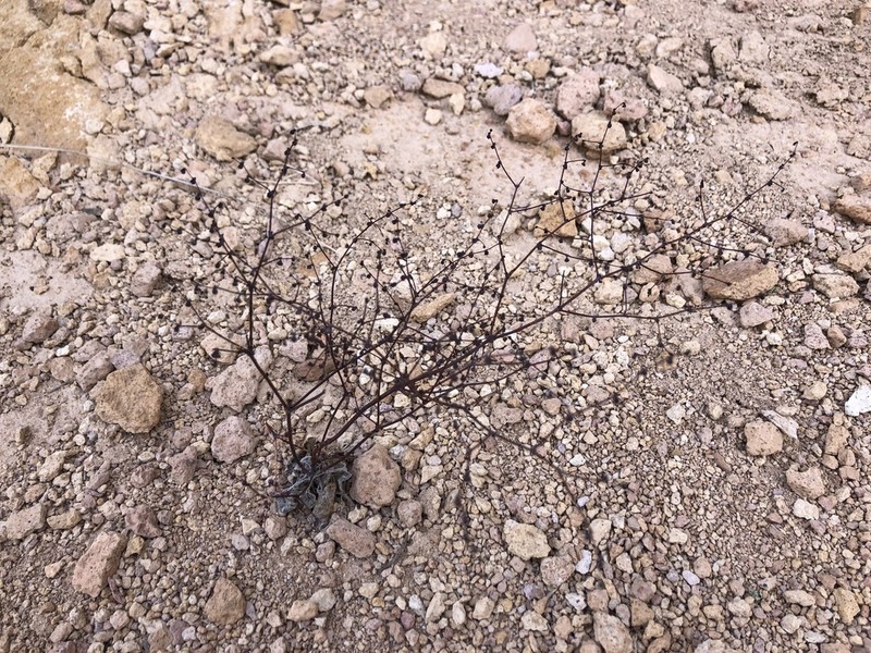 Hooker's Buckwheat