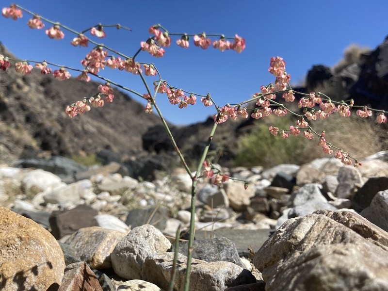 Hooker's Buckwheat photo 2
