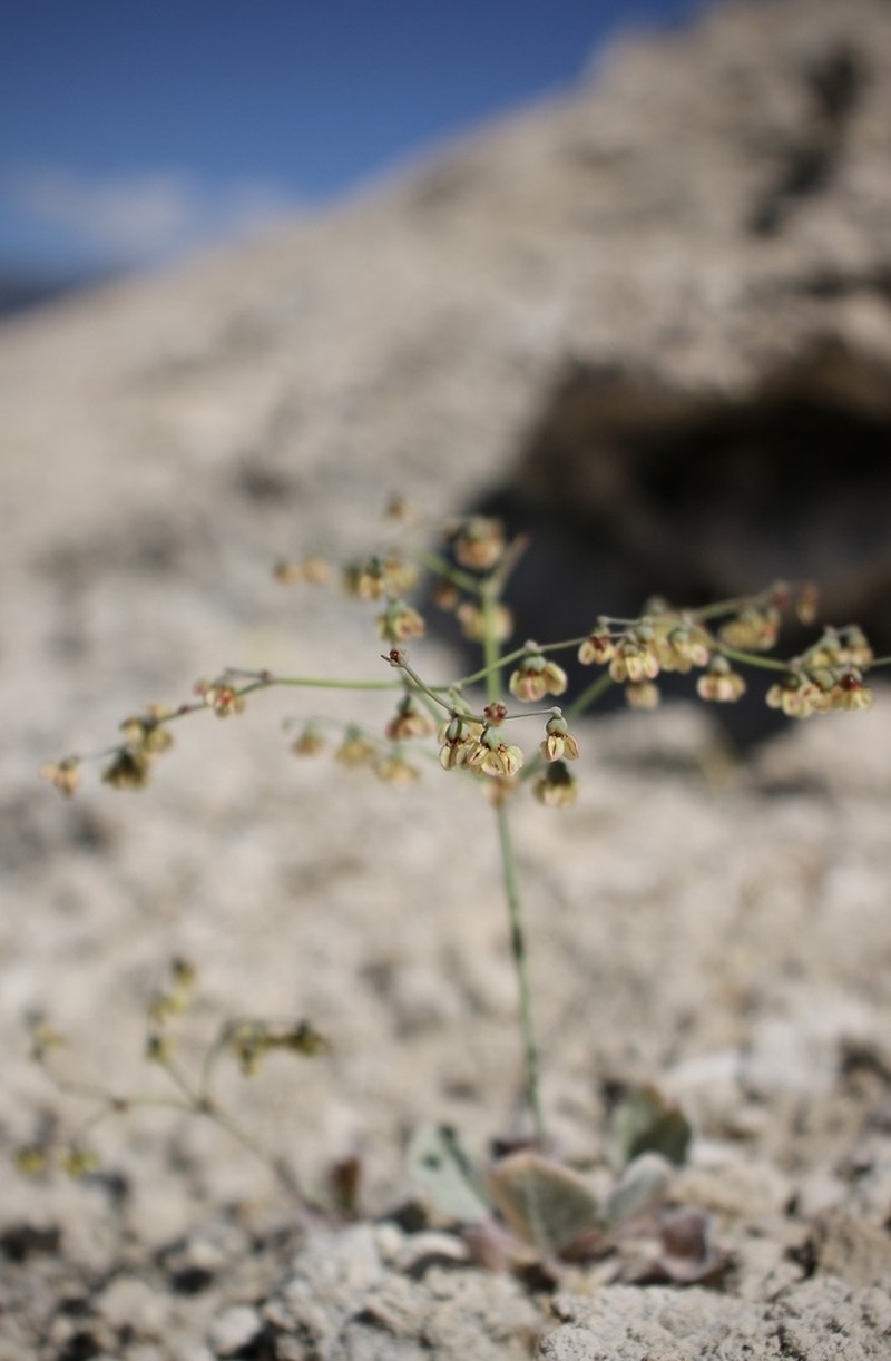 Hooker's Buckwheat photo 4