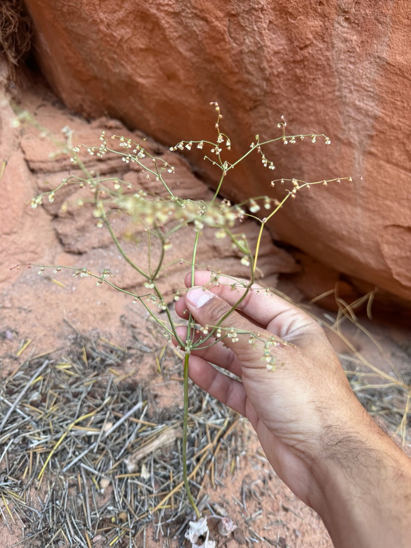 Hooker's Buckwheat photo 5