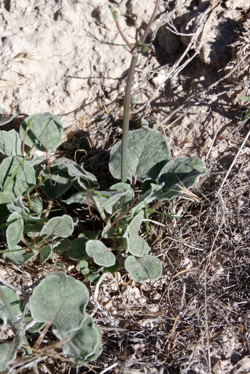 Hooker's Buckwheat photo 6
