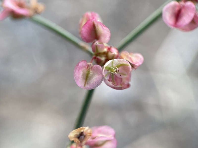 Hooker's Buckwheat photo 7