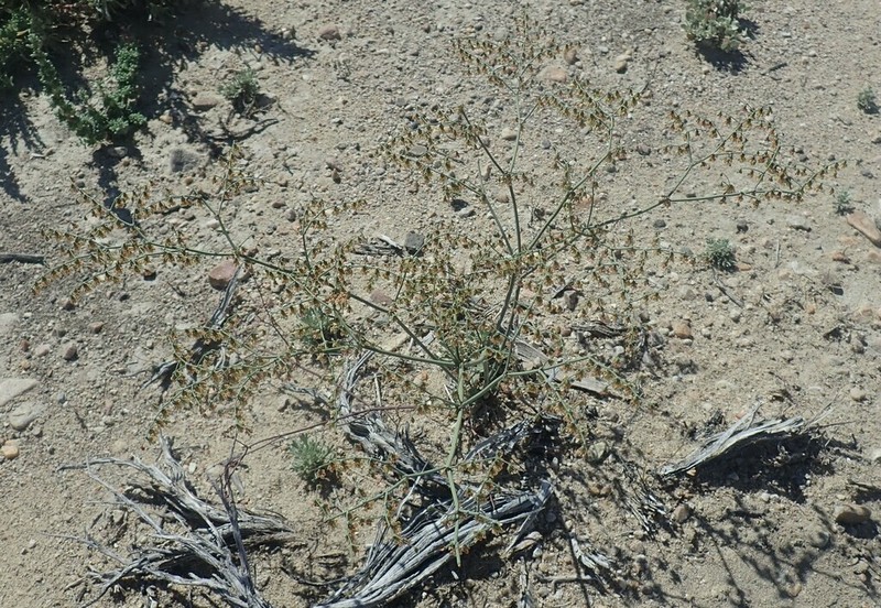 Hooker's Buckwheat photo 8